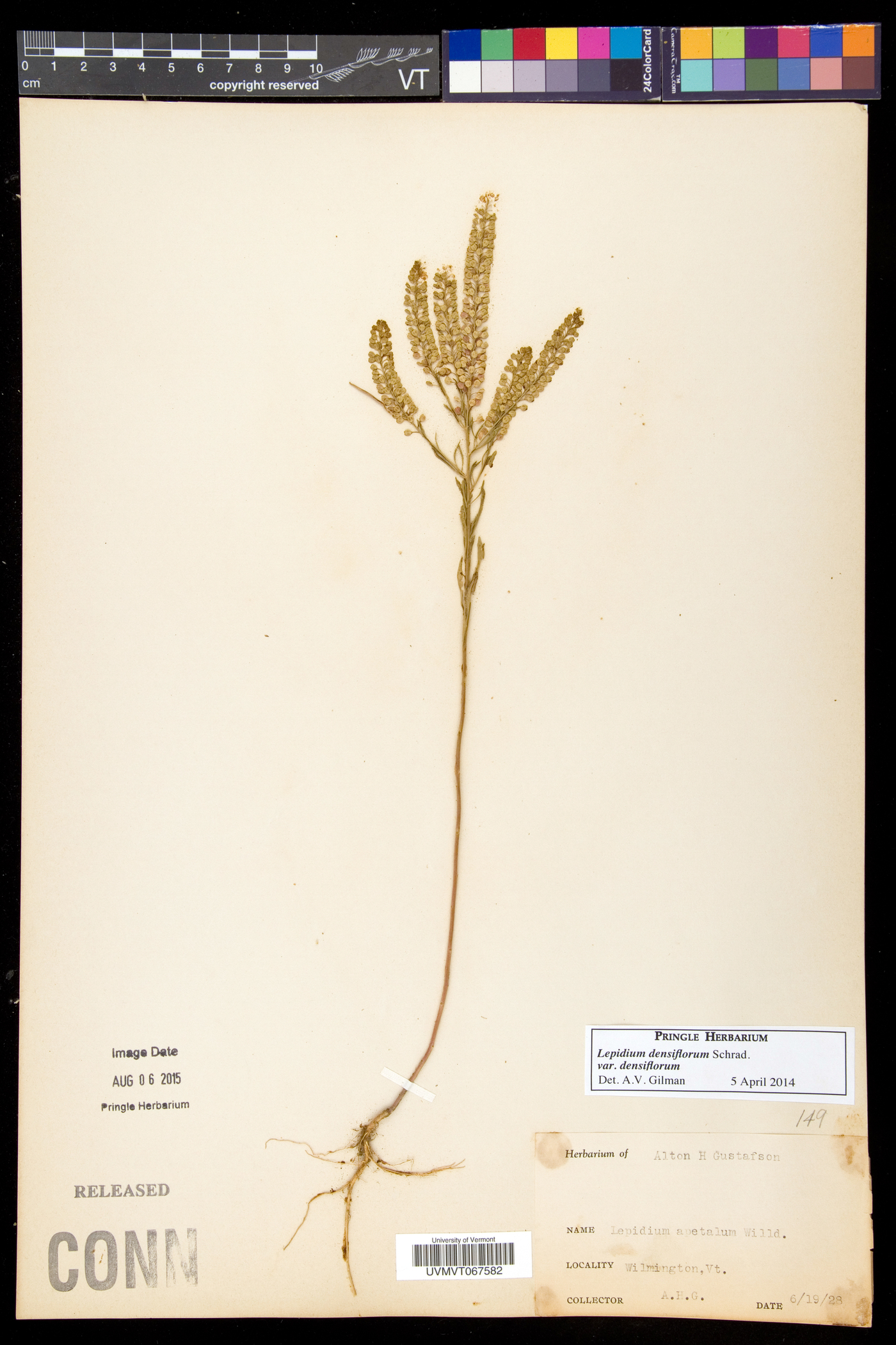 Lepidium densiflorum var. densiflorum image
