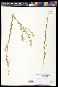 Lepidium campestre image