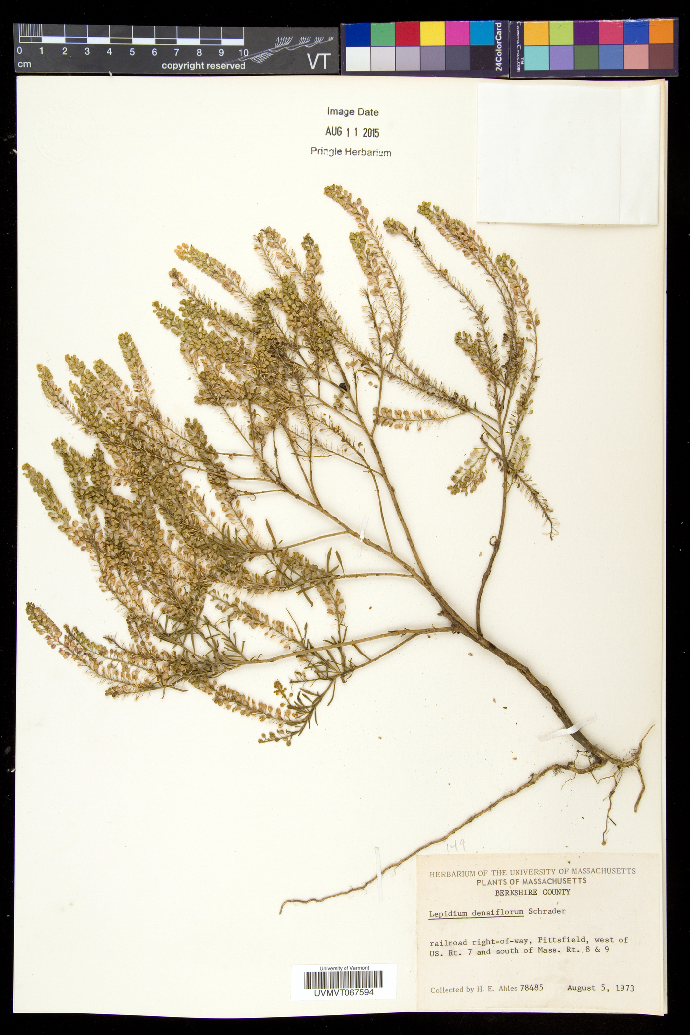 Lepidium densiflorum var. densiflorum image