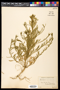 Lepidium virginicum var. virginicum image