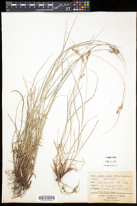 Carex swanii image