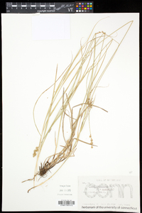 Carex festucacea image