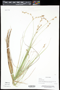 Carex silicea image