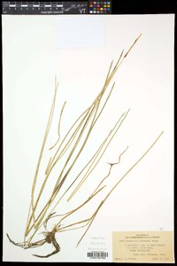 Eleocharis robbinsii image