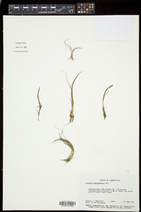 Isoëtes echinospora subsp. muricata image