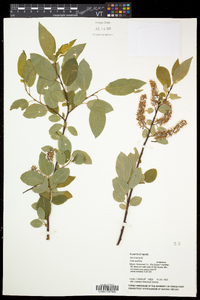 Salix pyrifolia image