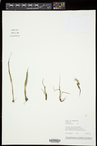 Isoëtes echinospora subsp. muricata image