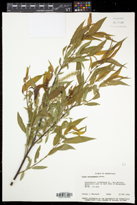 Salix eriocephala var. eriocephala image