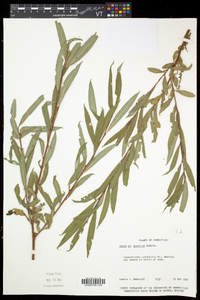 Salix petiolaris image