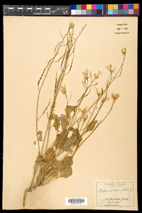 Raphanus raphanistrum image