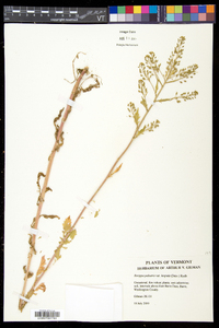 Rorippa palustris subsp. hispida image