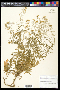 Rorippa sylvestris image