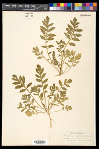 Rorippa sylvestris image