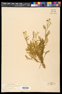 Rorippa sylvestris image