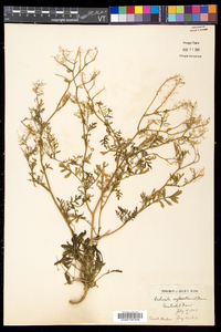 Rorippa sylvestris image