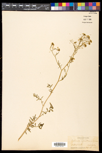 Rorippa sylvestris image