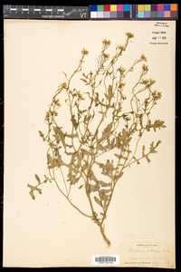 Rorippa sylvestris image