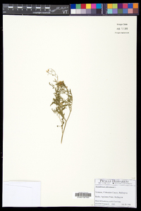 Sisymbrium altissimum image