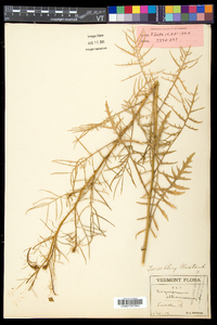 Sisymbrium altissimum image