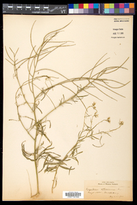 Sisymbrium altissimum image