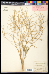 Sisymbrium altissimum image