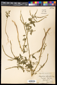 Sisymbrium officinale image