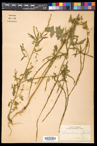 Sisymbrium officinale image