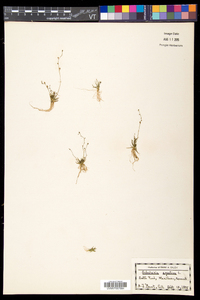 Subularia aquatica image