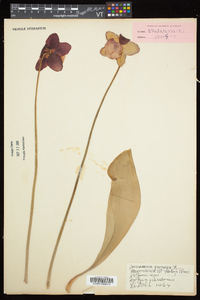 Sarracenia purpurea image