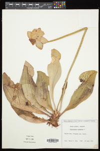 Sarracenia purpurea image