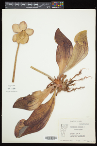 Sarracenia purpurea image