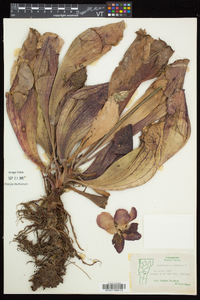 Sarracenia purpurea subsp. purpurea image