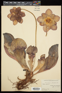 Sarracenia purpurea subsp. purpurea image