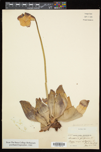 Sarracenia purpurea image