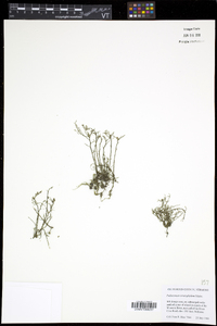 Podostemum ceratophyllum image