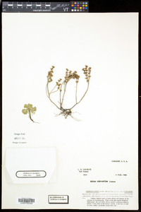 Sedum hispanicum image