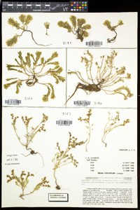 Sedum hispanicum image