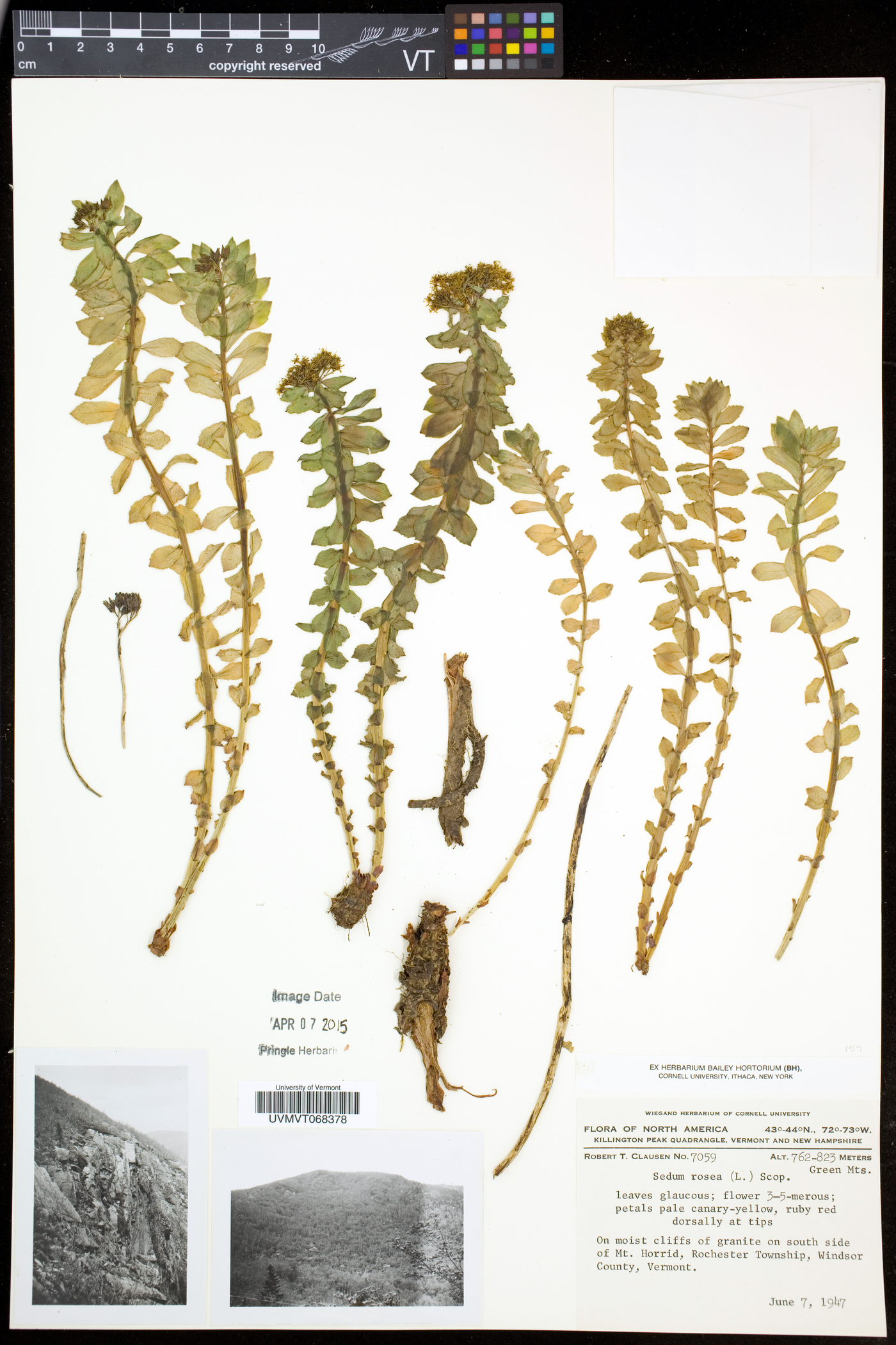 Rhodiola rosea image