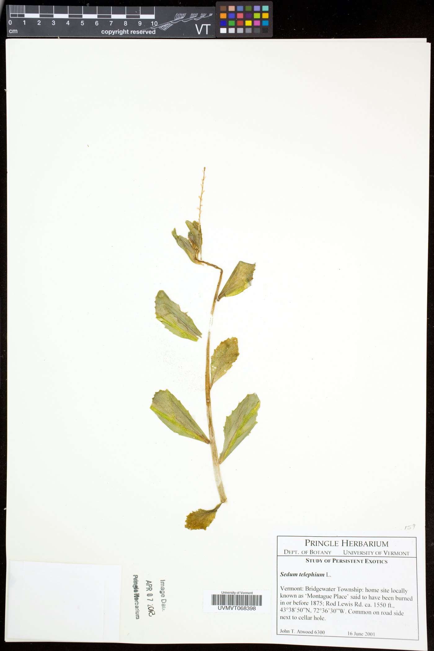 Hylotelephium telephium subsp. telephium image