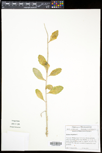 Hylotelephium telephium subsp. telephium image
