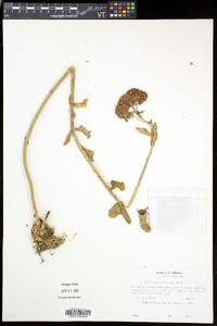 Hylotelephium telephium subsp. telephium image