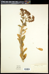 Hylotelephium telephium subsp. telephium image