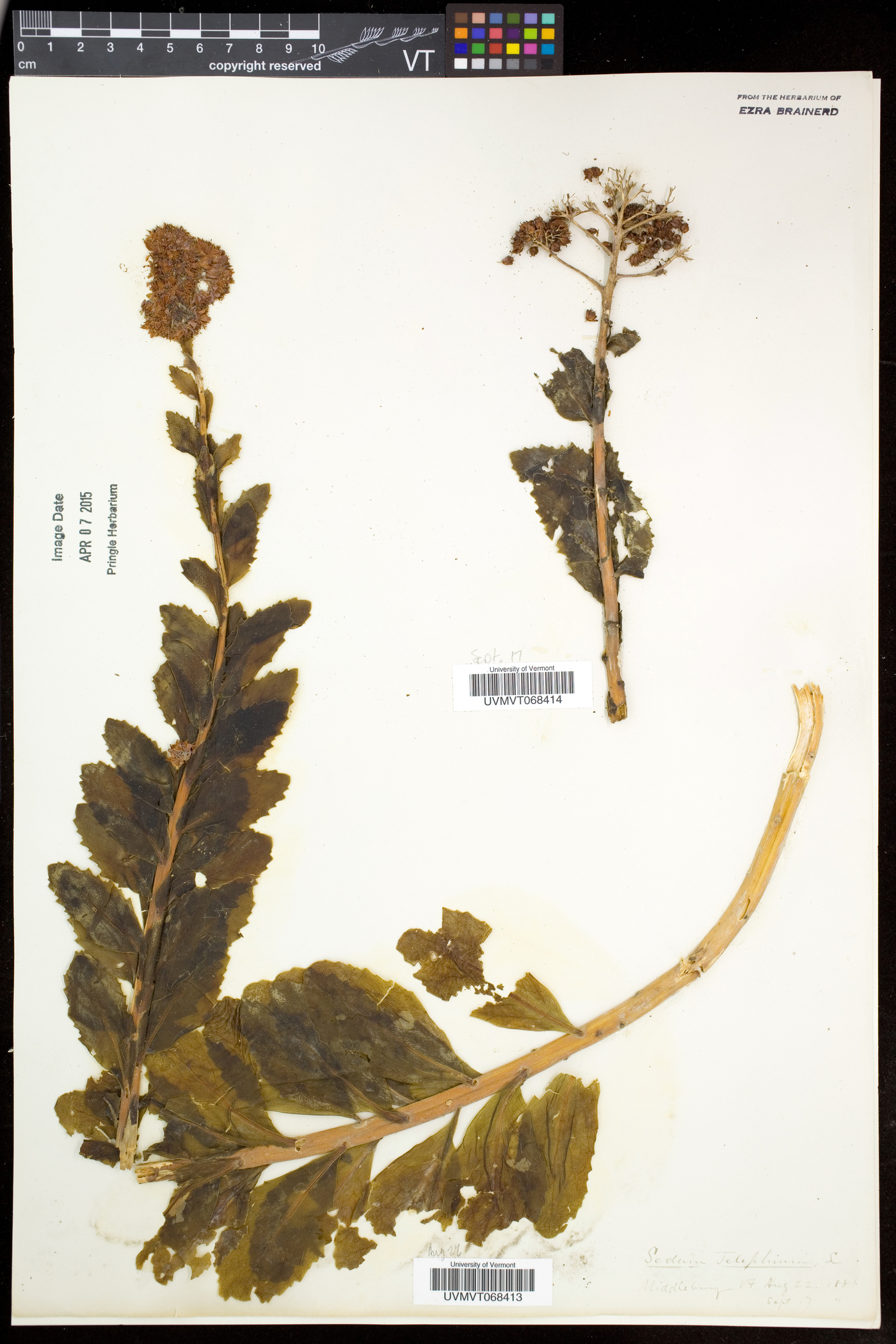 Hylotelephium telephium subsp. telephium image