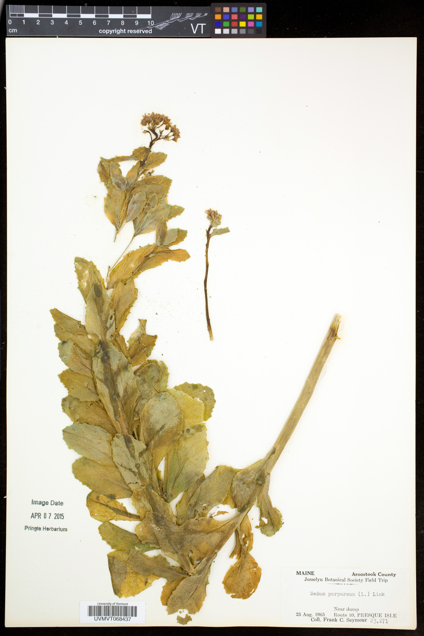 Hylotelephium telephium subsp. telephium image