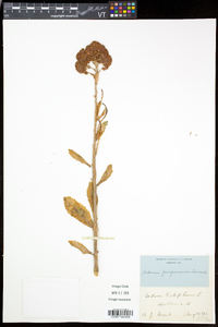 Hylotelephium telephium image