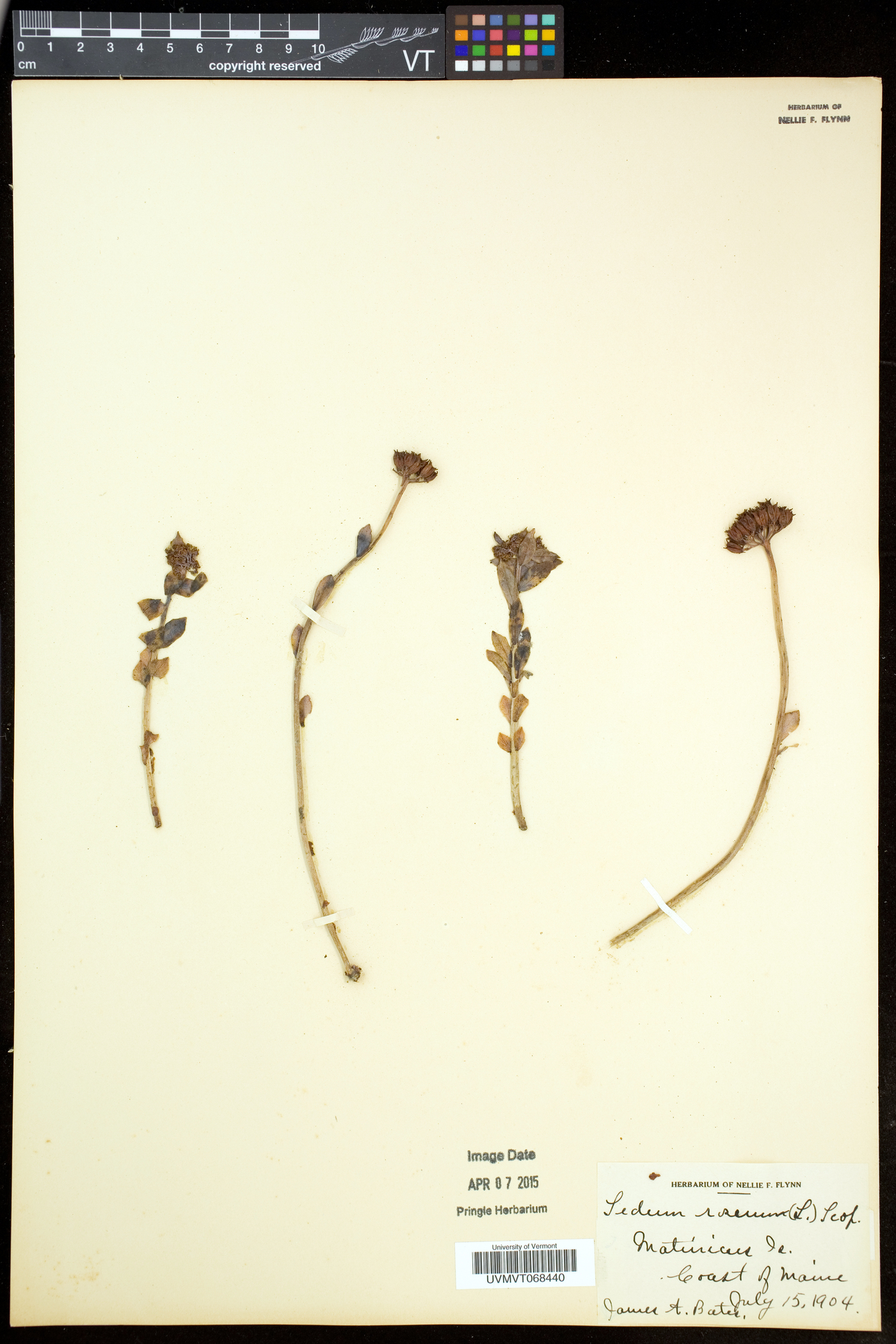 Rhodiola rosea image