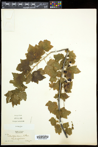 Ribes americanum image