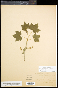 Ribes glandulosum image