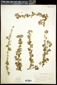Ribes uva-crispa var. sativum image