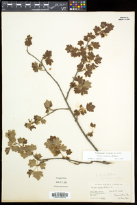 Ribes hirtellum image